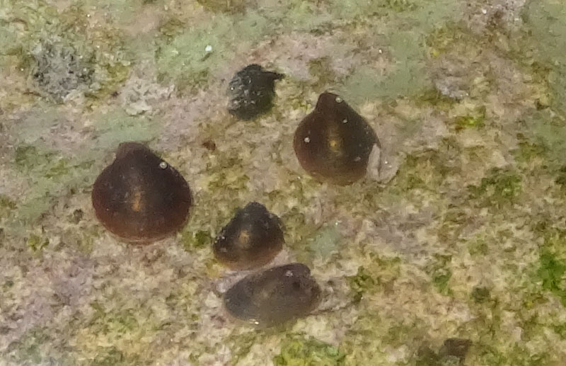 Ancylus fluviatilis (?) - Ancylidae